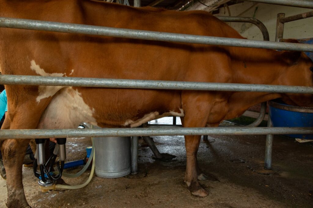 Brown cow being milked with machinery in a farm pen.