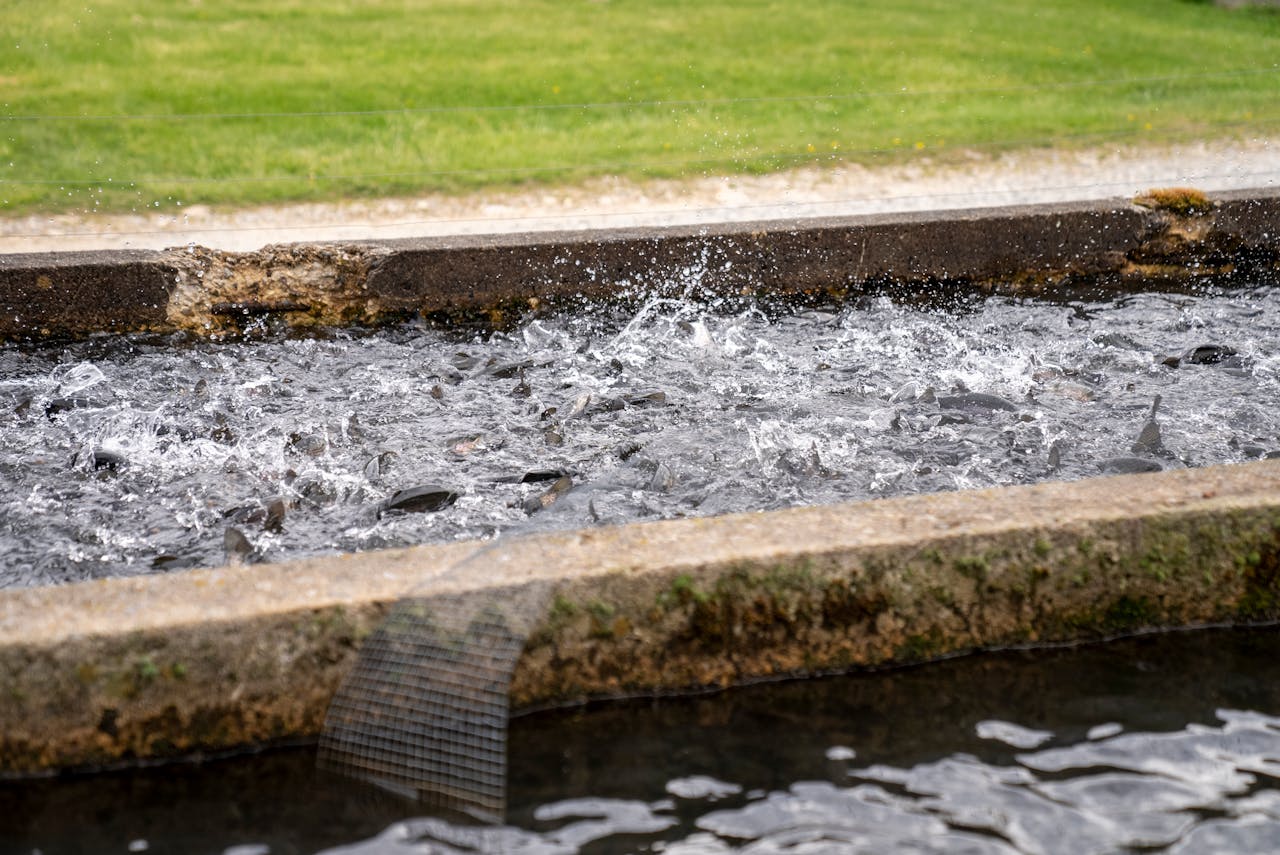 Pexels Photo 7509417